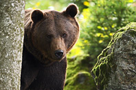 Medvěd v Bavorském lese